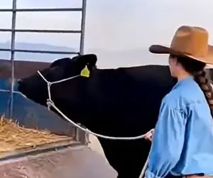 دامداری نوین؛ گاو با صاحبش سرشاخ شد