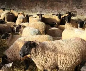 (جدول)قیمت دام زنده امروز ۲۸ اسفند / استان یزد رکورددار بالاترین قیمت گوسفند زنده شد