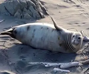 از جذابیت‌های حیات وحش؛ ماهی چرب و چیل به فک نساخته بدنش خارش گرفته همش میخوابه