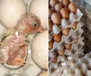 صنایع مدرن؛ تو کارخونه یکی از تخم مرغا وسط شونه های تخم مرغ تبدیل به جوجه رنگی شد