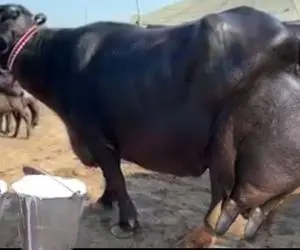 گاوهای باورنکردنی؛ گاوهایی که تو رگ هاشون انگار جای خون شیر پرچرب جریان داره 