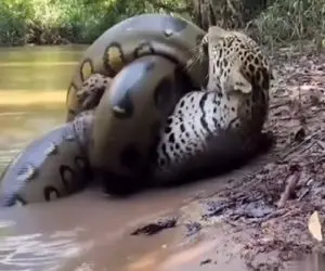 جذابیت حیات وحش؛ پیتون غول حلقه مرگ انداخت دور پلنگ آماده اش کنه برای بلعیدن
