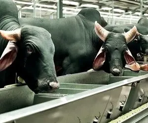 فرآوری گاوهای گوشتی؛ جوری گاو پرورش میدن که هم گوشتی و چاقه باشه هم یک ریز شیر بده