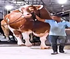 دامداری نوین؛ گاو پرورش دادن خودشون در برابرش مورچن گرخیدن نمیدونن چطور افسارشو بگیرن