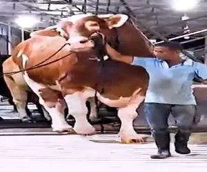 دامداری نوین؛ گاو پرورش دادن خودشون در برابرش مورچن گرخیدن نمیدونن چطور افسارشو بگیرن