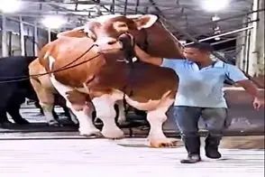 دامداری نوین؛ گاو پرورش دادن خودشون در برابرش مورچن گرخیدن نمیدونن چطور افسارشو بگیرن