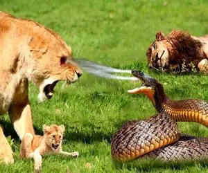 جذابیت حیات وحش؛ پیتون ریز بدسگال چشمش دنبال شیر میخواد با نیش از پا درش بیاره ببلعه