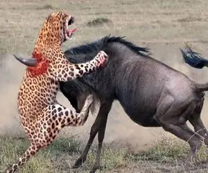 جذابیت حیات وحش / نبرد نفس‌گیر پلنگ و کل یالدار برای بقاس