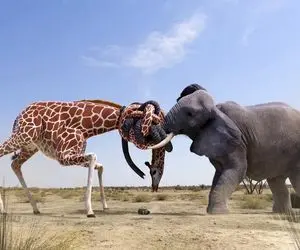 از جذابیت‌های حیات وحش؛ خرطوم فیل و گردن زرافه مثل بافتنی بهم میپیچه سر یه چکه آب