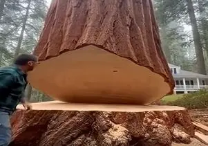 معماری طبیعت؛ درختی که قطعش کردن انتقام گرفت