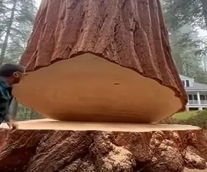 معماری طبیعت؛ درختی که قطعش کردن انتقام گرفت