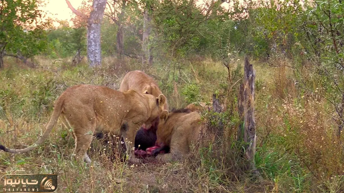 از جذابیت های حیات وحش؛ ناله های دلخراش گرازی که شیر ها خیلی وحشیانه ای جونشو گرفتن