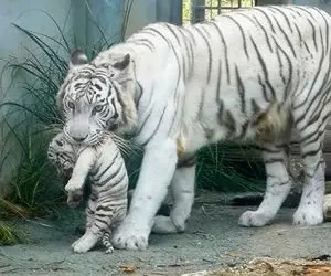 مستند حیات وحش؛ ببر سفید مادر وقتی عصبانی شد بچه هاش رفتن دنبال سوراخ موش