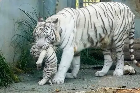 مستند حیات وحش؛ ببر سفید مادر وقتی عصبانی شد بچه هاش رفتن دنبال سوراخ موش