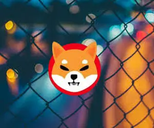 قیمت شیبااینودرچه صورت 2برابر میشود؟!