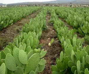 کشاورزی نوین؛ اگه کاکتوستون این گوله گرد رو داره ببریدش چون توش میوه اس