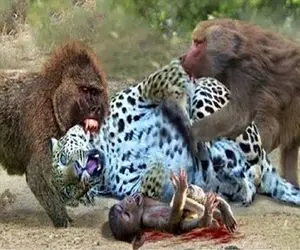 شاهکار حیات وحش؛ بابون های شرور مذبوحانه پلنگی که نوزادشونو بلعید شرحه کردن