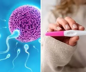 پیشاب احتمال بارداری دارد یا خیر؟ داخلش اسپرم متحرک فعاله؟ / تفاوتش با مایع منی