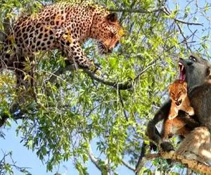 بدایع حیات وحش؛ پلنگ چش قشنگه در پی دریدن و خوردن توله شیر توسط میمون شرحه شد