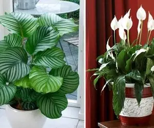 گیاهان آپارتمانی تصفیه کننده هوای پذیرایی های شیک / جلو از بین بردن سم مثل هرکول قدرن