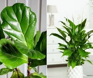 گل هایی که ثروت میارن / با فنگ شویی درست سکه پارو کن اونم با این جینگولا