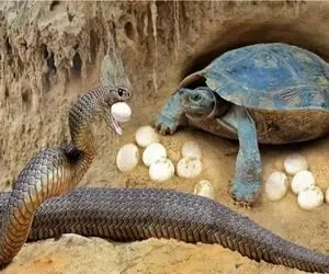 مستند حیات وحش؛ لاکپشت ناکجا آباد تخم ریزی کرد دست احدی نرسه مار چپاولش کرد