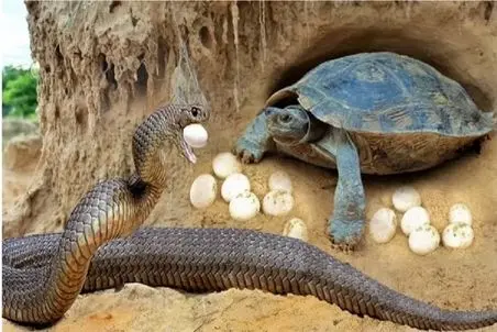 مستند حیات وحش؛ لاکپشت ناکجا آباد تخم ریزی کرد دست احدی نرسه مار چپاولش کرد