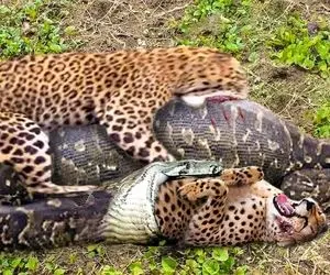 دیدنی های راز بقا؛ پیتون گوشت شکار اهلی بهش نمی چسبه و رفت سراغ درندگان رمنده