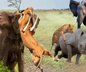 بدایع حیات وحش؛ فیل ددمنش دوره افتاده تو آمازون هر بنی بشری میبینه پرت میکنه