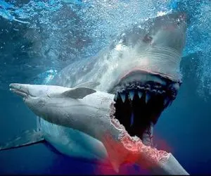 نارام زیان؛ اورکای شریر نهنگ سفاک رو موقع شکار کوسه ریز ریز کرد خون جهید