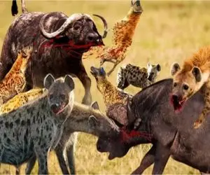 نبرد حیات وحش/ کفتار‌ها بی‌رحمانه یک گوساله بوفالو را تکه پاره کردند