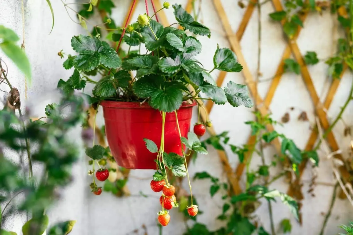 3-strawberry-pot