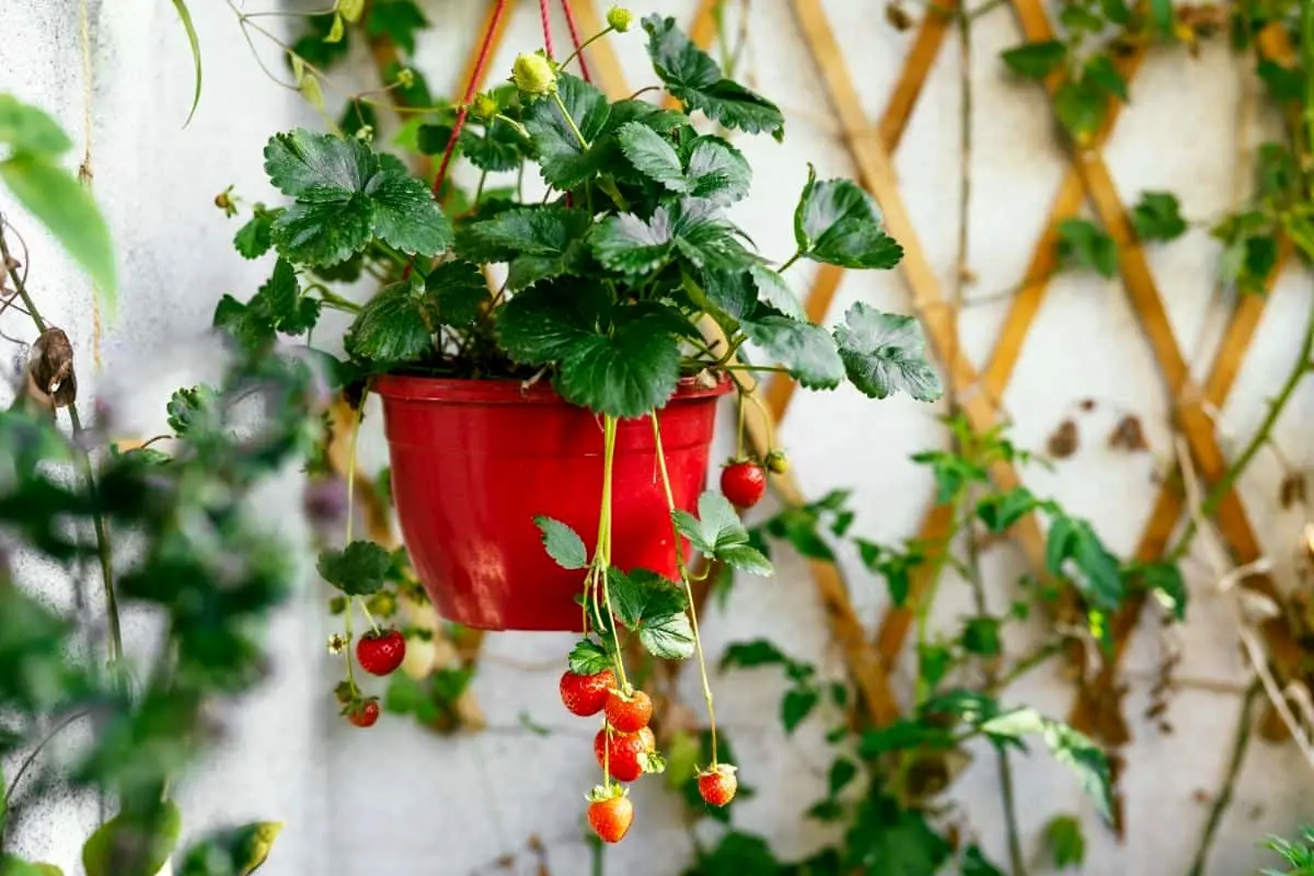 3-strawberry-pot