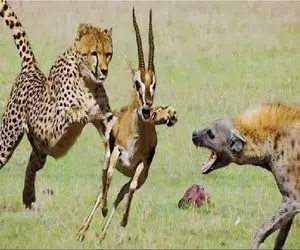 بدایع حیات وحش / نبرد مذبوحانه شیر و پلنگ برای حفظ غذا