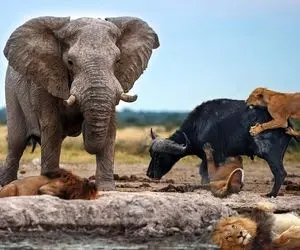 از جذابیت های حیات وحش؛ فیل های بامرام برای حفظ بوفالو از چنگال شیر به آب آتیش زدن