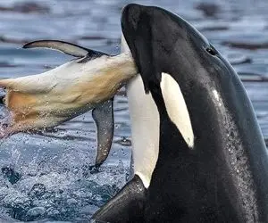 وحوش اقیانوس؛ نهنگ غول پیکر با یه پرش سر پنگوئن کوتوله رو به نیش کشید نصف کرد