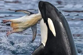 وحوش اقیانوس؛ نهنگ غول پیکر با یه پرش سر پنگوئن کوتوله رو به نیش کشید نصف کرد