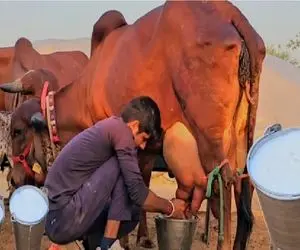 گاوهای باورنکردنی؛ گاو غول انقد حجم شیرش زیاده صاحبش از کت و کول افتاده