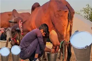 گاوهای باورنکردنی؛ گاو غول انقد حجم شیرش زیاده صاحبش از کت و کول افتاده