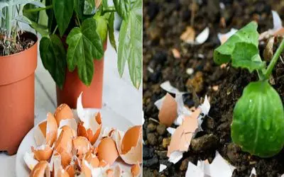 چطور با پوست تخم‌ مرغ گلدونامون رو گل و بلبل کنیم؟/ معجزه کوچیک برای گلدونای خونت