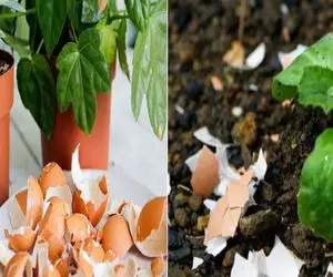 چطور با پوست تخم‌ مرغ گلدونامون رو گل و بلبل کنیم؟/ معجزه کوچیک برای گلدونای خونت