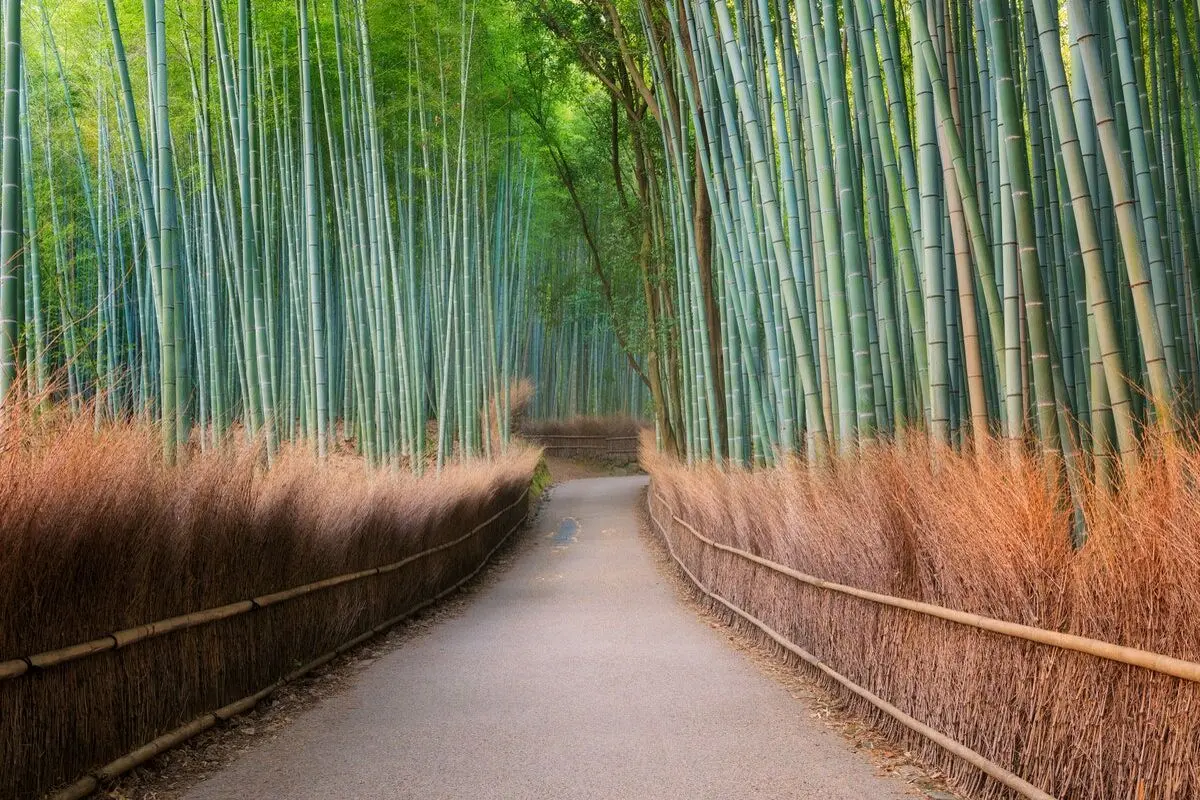 Arashiyama-Japan_GettyImages-687644524