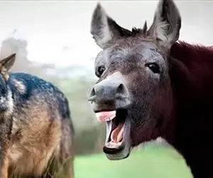 حقایق عجیب؛ مردم روستا گرگ و الاغ پیر رو با هم انداختن تو قفس واکنش گرگو ببینید