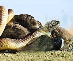 مستند حیات وحش؛ عقاب با قصد جون مار فرود اومد جفتشون نثار شکم پلنگ شدن