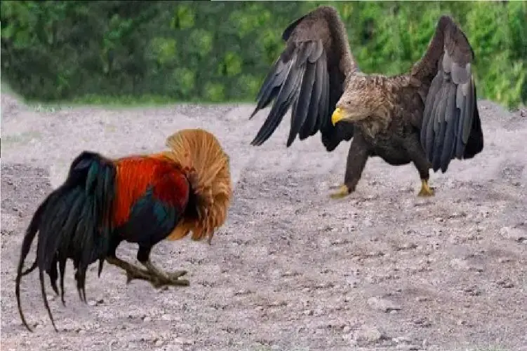 مستند حیات وحش؛ خروس؛ عقاب