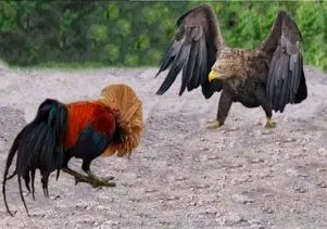 مستند حیات وحش؛ خروس دلیر عقاب چشم چرون رو به سزای عمل زشتش رسوند