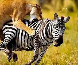 بدایع حیات وحش؛ گورخر هرچی شلنگ تخته ام بندازه باز تو مشت شیره