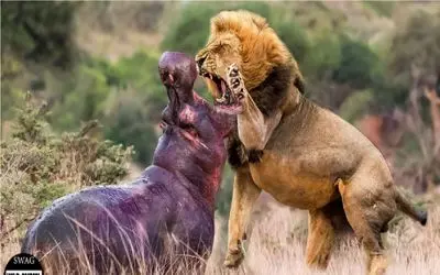 نبرد حیات وحش/ شیر وحشیانه میپره و دندوناشو تو گردن کلفت اسب آبی فرو میکنه