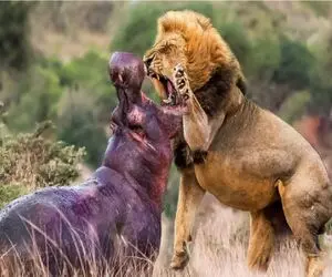 نبرد حیات وحش/ شیر وحشیانه میپره و دندوناشو تو گردن کلفت اسب آبی فرو میکنه