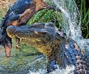 بدایع حیات وحش؛ تمساح شکارچی باستانی تهاجمی ترین و خطرناک ترین حیوان جهان است
